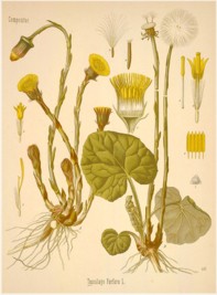 coltsfoot