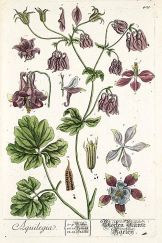 aquilegia