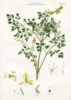 Corydalis lutea