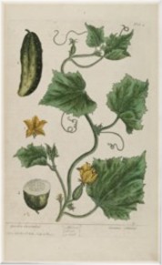 cucumber