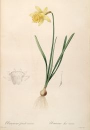 narcissus pseudonarcissus