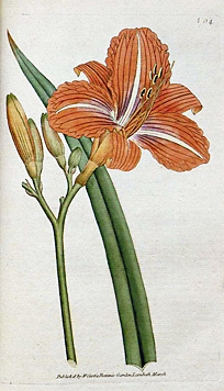 Hemerocallis fulva