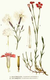 dianthus deltoides and superbus