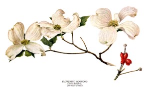 cornus florida