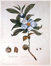 franklinia altamaha