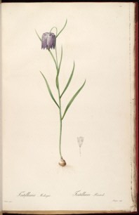 [fritillaria melagris]