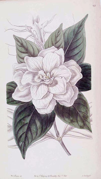 Gardenia jasminoides