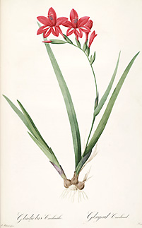 Gladiolus cardinalis