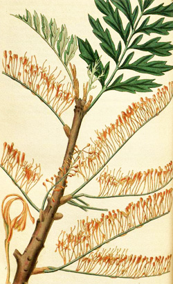 Groovy Grevillea - Dave's Garden