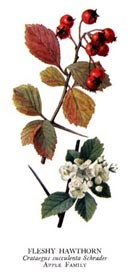 crataegus