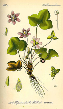 Hepatica triloba