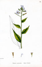 hesperis matronalis