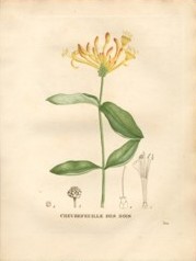 lonicera periclymenum