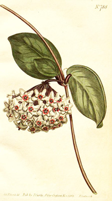 hoya