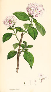 hydrangea macrophylla