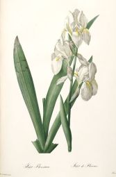 iris Florentina