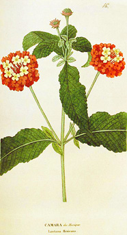 Lantana camara