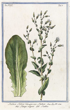 Latuca sativa