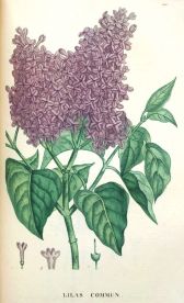 syringa vulgaris