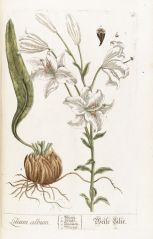 lilium alba