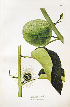 Maclura pomifera