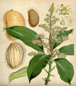 Mangifera indica