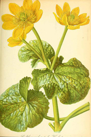 Caltha palustris