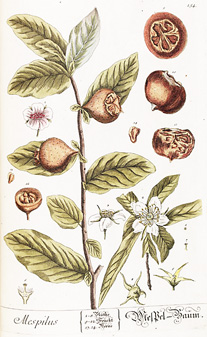 Mespilus germanica