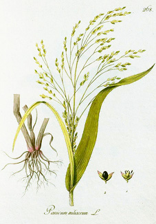 Panicum miliaceum