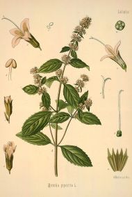 mentha piperita