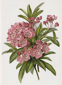 Kalmia latifolia