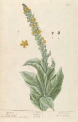 verbascum thapsus