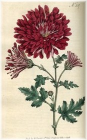 chrysanthemum