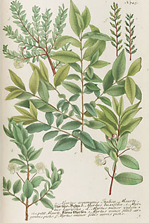 myrtus communis and others