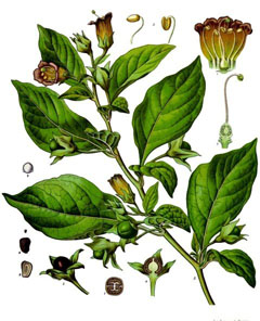 atropa belladonna