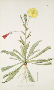 Oenothera longiflora