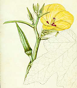 Abelmoschus esculentus