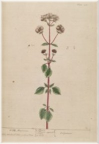 oregano