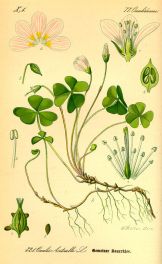 oxalis acetosella