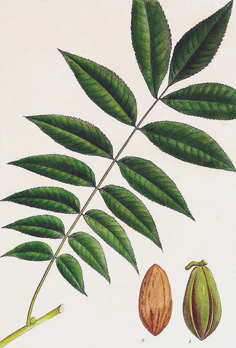 Carya illinoinensis