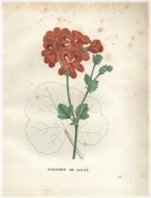 pelargonium