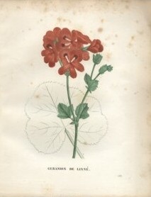 pelargonium