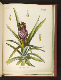[pineapple]