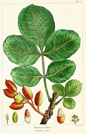 Pistacia vera