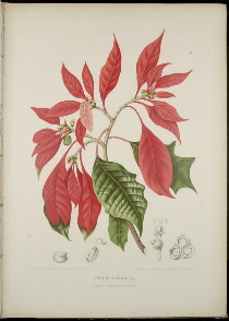[poinsettia]