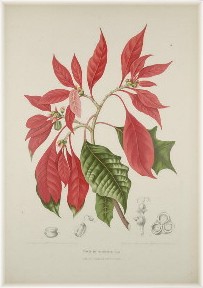 poinsettia