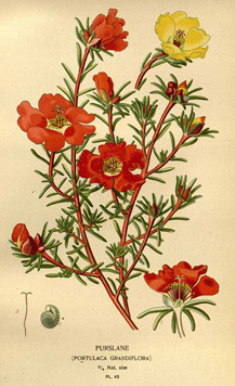 Portulaca grandiflora