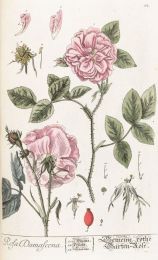 rosa damascena