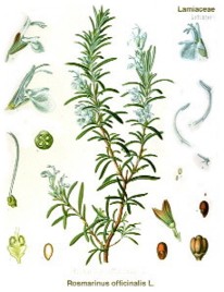 rosemary