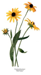 rudbeckia hirta